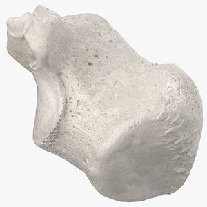 Real Calcaneus Bone 01 White