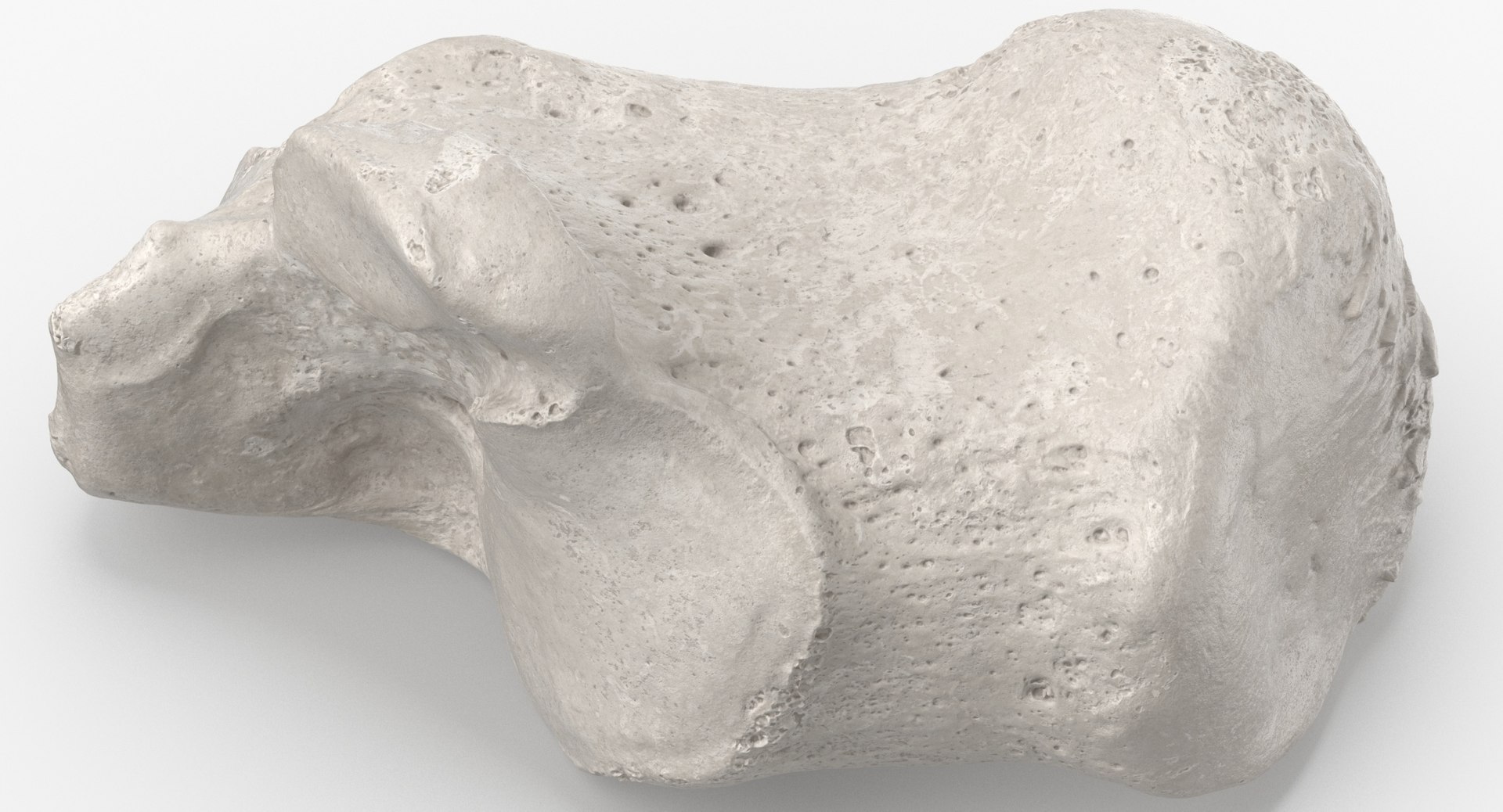 calcaneus bone 01 white 3D model https://p.turbosquid.com/ts-thumb/jg/QkFHrF/SekHk33C/calcaneus_bone_01_white_thumbnail_0003/jpg/1590747690/1920x1080/fit_q87/185182f1705f50a5a987065a7138650498d306fd/calcaneus_bone_01_white_thumbnail_0003.jpg