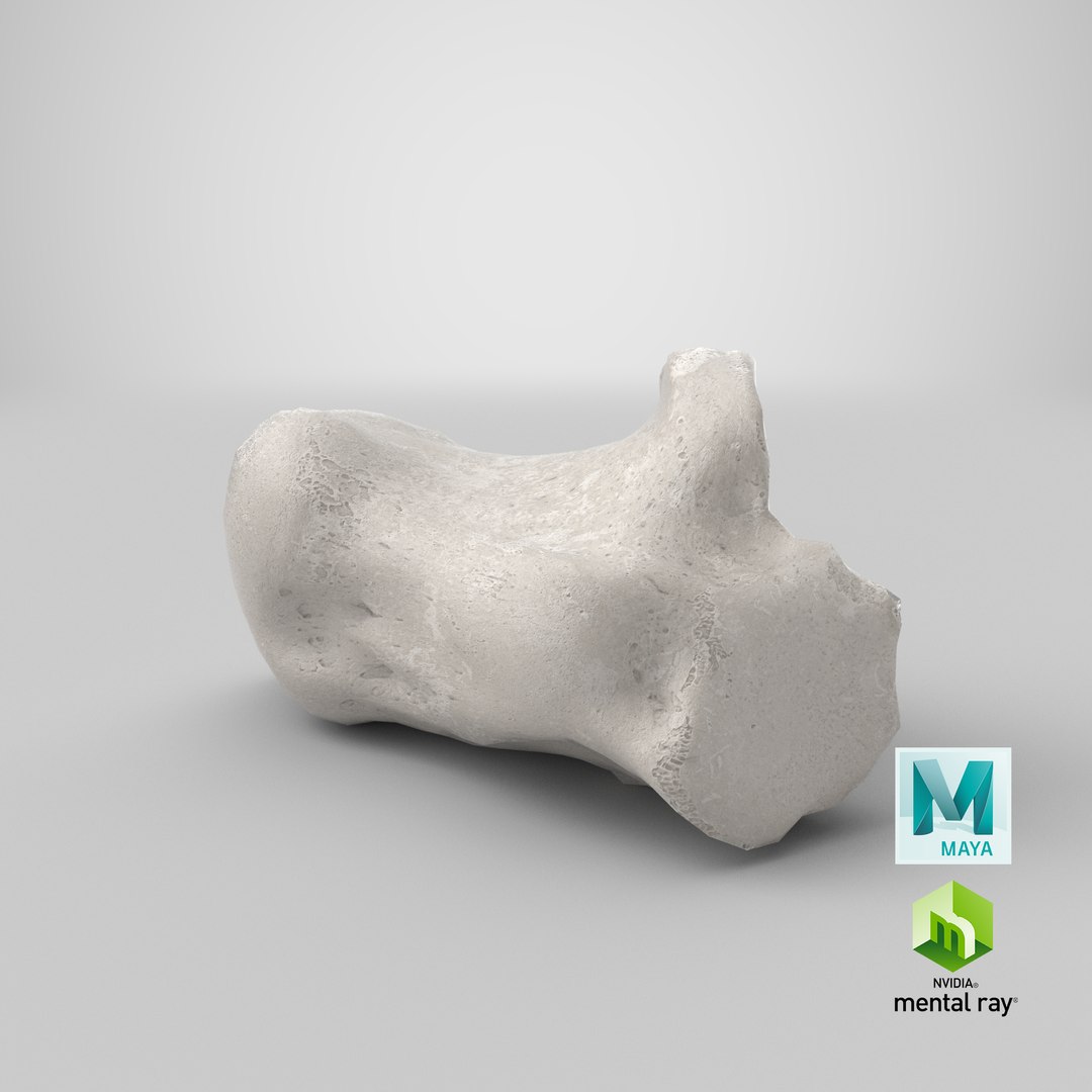 calcaneus bone 01 white 3D model https://p.turbosquid.com/ts-thumb/jg/QkFHrF/nXk6ZYO8/stemcell_maya_mental_ray_render/png/1592476625/1920x1080/fit_q87/4c1b5c00baba4ee53a3c7838620c3e56e47e10fd/stemcell_maya_mental_ray_render.jpg