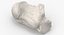 Real Calcaneus Bone 01 White