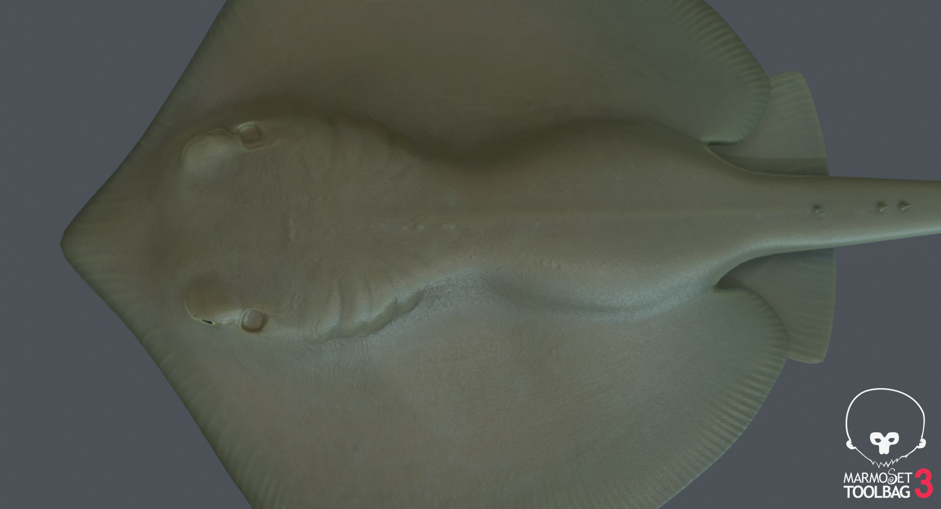 3D southern stingray https://p.turbosquid.com/ts-thumb/jg/b1bqNV/1UqAXj87/screenshot616/png/1561960643/1920x1080/fit_q87/51fb23af3e4329d5c62feae8751363eb526fec7c/screenshot616.jpg