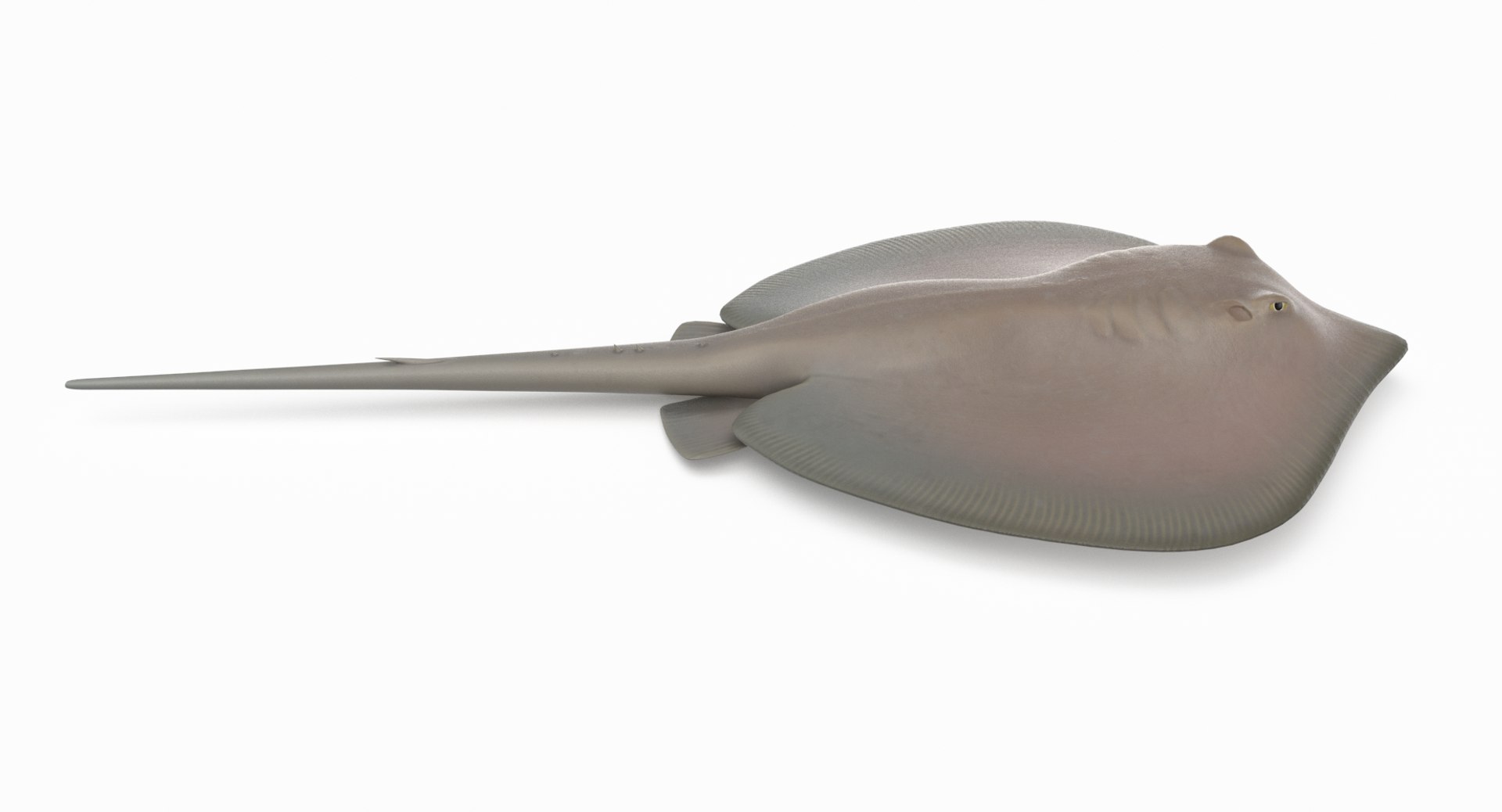 3D southern stingray https://p.turbosquid.com/ts-thumb/jg/b1bqNV/FtDsuPGG/southernstingray2_r9/png/1561960676/1920x1080/fit_q87/b0dc4e4d190675cf41d76cd89f70ad97b646b1ef/southernstingray2_r9.jpg