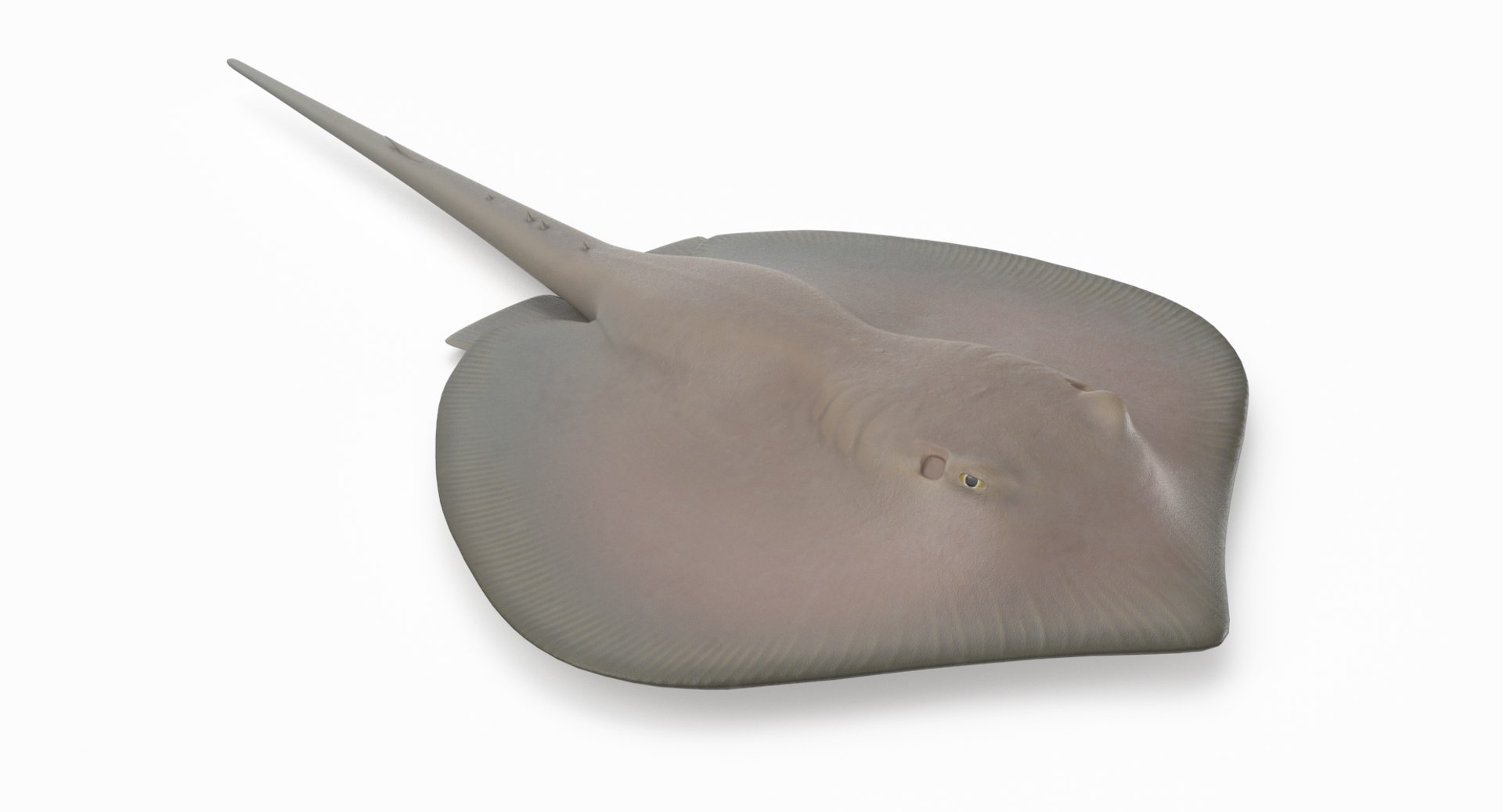 3D southern stingray https://p.turbosquid.com/ts-thumb/jg/b1bqNV/HYq7pPQK/southernstingray2_r4/png/1561960650/1920x1080/fit_q87/0454e8b25496335b83df64b3e9cb7249a7e36436/southernstingray2_r4.jpg