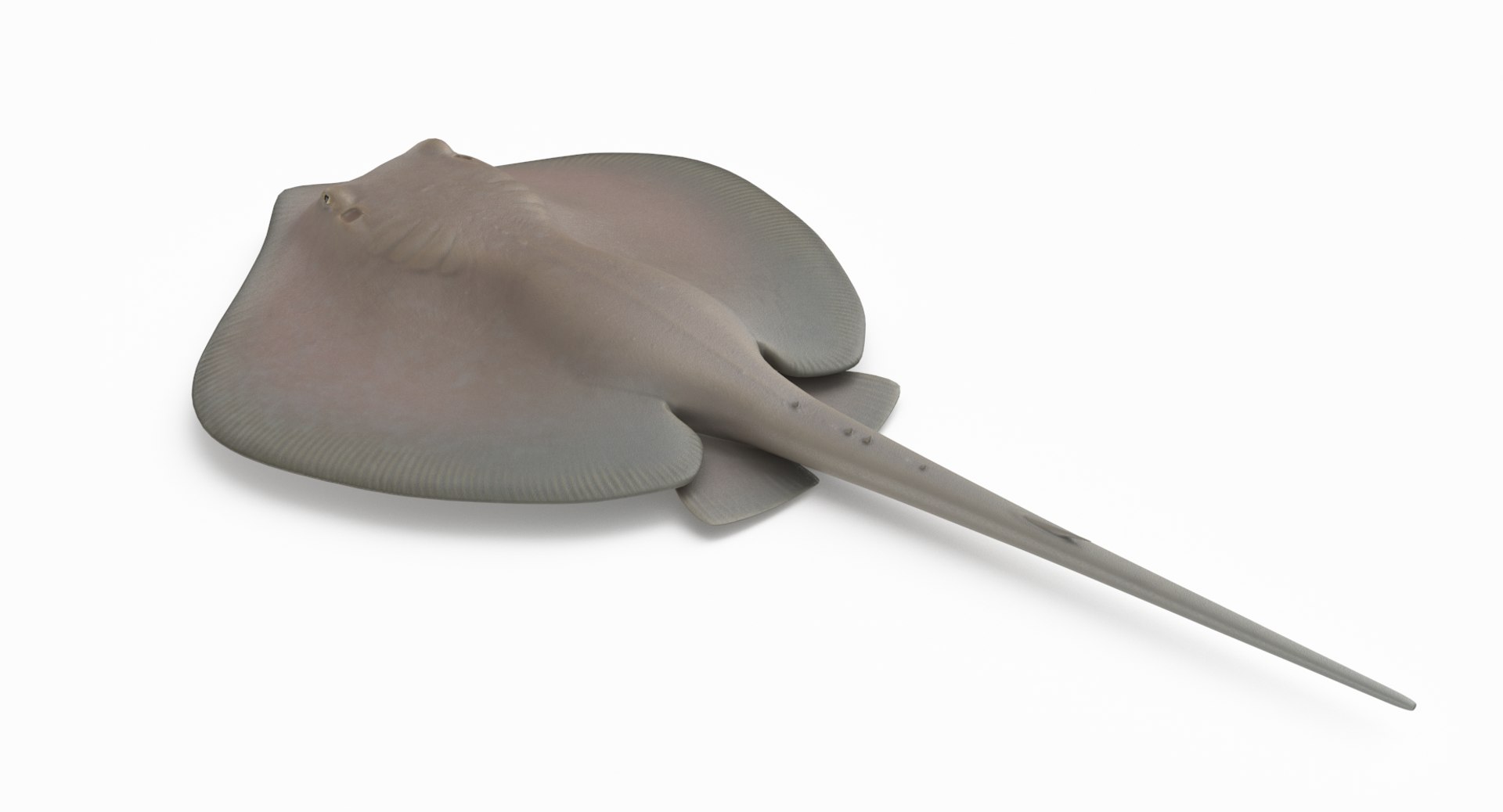 3D southern stingray https://p.turbosquid.com/ts-thumb/jg/b1bqNV/PA7xGzZa/southernstingray2_r8/png/1561960676/1920x1080/fit_q87/23c8bd0a2a5cb533196ff9a4e594607ee437bb2e/southernstingray2_r8.jpg