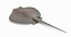 Southern Stingray 2
