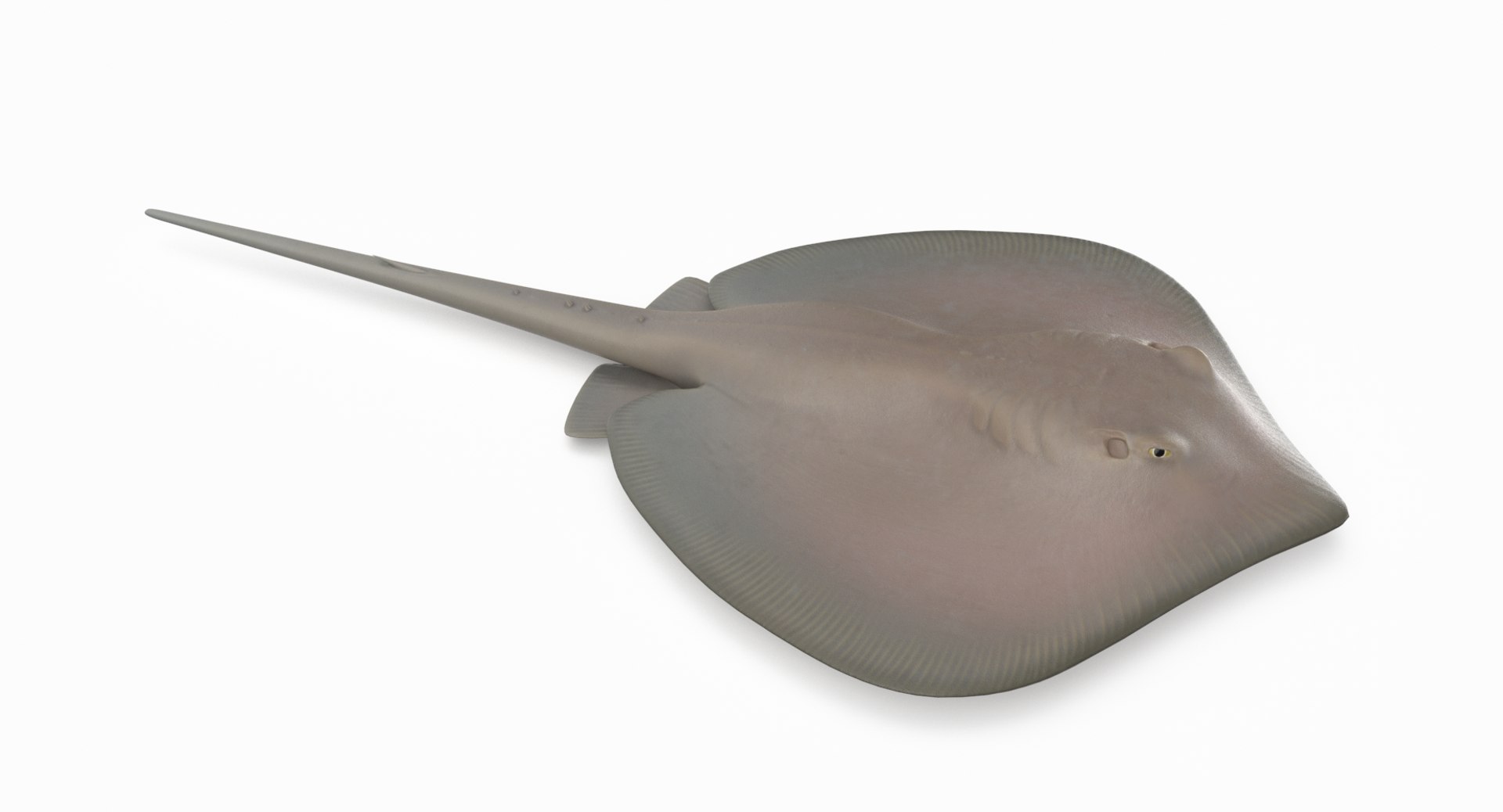 3D southern stingray https://p.turbosquid.com/ts-thumb/jg/b1bqNV/RCLwEHtI/southernstingray2_r3/png/1561960650/1920x1080/fit_q87/d189d0ebabf2c382e0eed89800647951d1e9d6ae/southernstingray2_r3.jpg