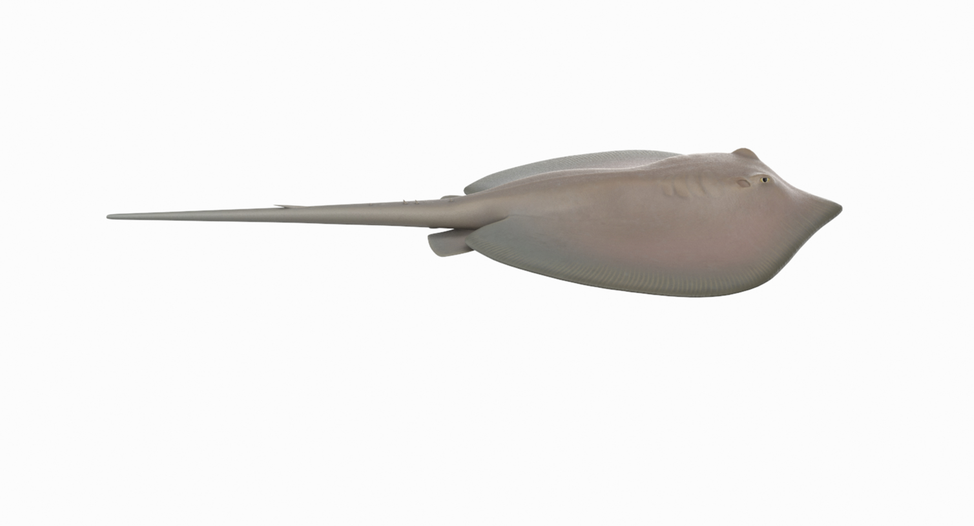 3D southern stingray https://p.turbosquid.com/ts-thumb/jg/b1bqNV/Tn1QpzoC/sstringray2tt/png/1561960616/1920x1080/turn_fit_q99/15a6c51c8f5355f096f6d2082c4da9128f0f9c64/sstringray2tt-1.jpg