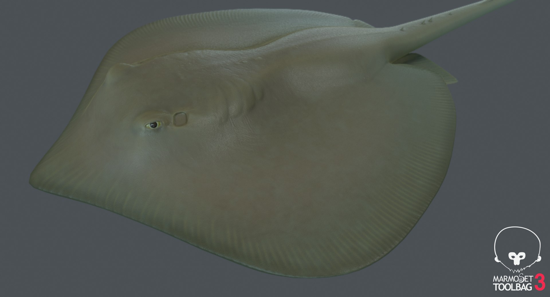 3D southern stingray https://p.turbosquid.com/ts-thumb/jg/b1bqNV/chRRroWb/screenshot617/png/1561960643/1920x1080/fit_q87/61b790420a32e59105d46b9adaa5505b5a409991/screenshot617.jpg