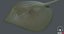 Southern Stingray 2