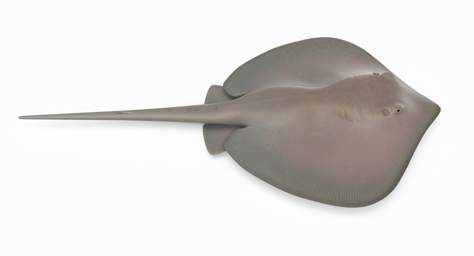 3D southern stingray https://p.turbosquid.com/ts-thumb/jg/b1bqNV/gWALO6wj/southernstingray2_r1/png/1561960643/1920x1080/fit_q87/b5c83e6e04c22efc36a7e61b09dc9f1dfaa98156/southernstingray2_r1.jpg