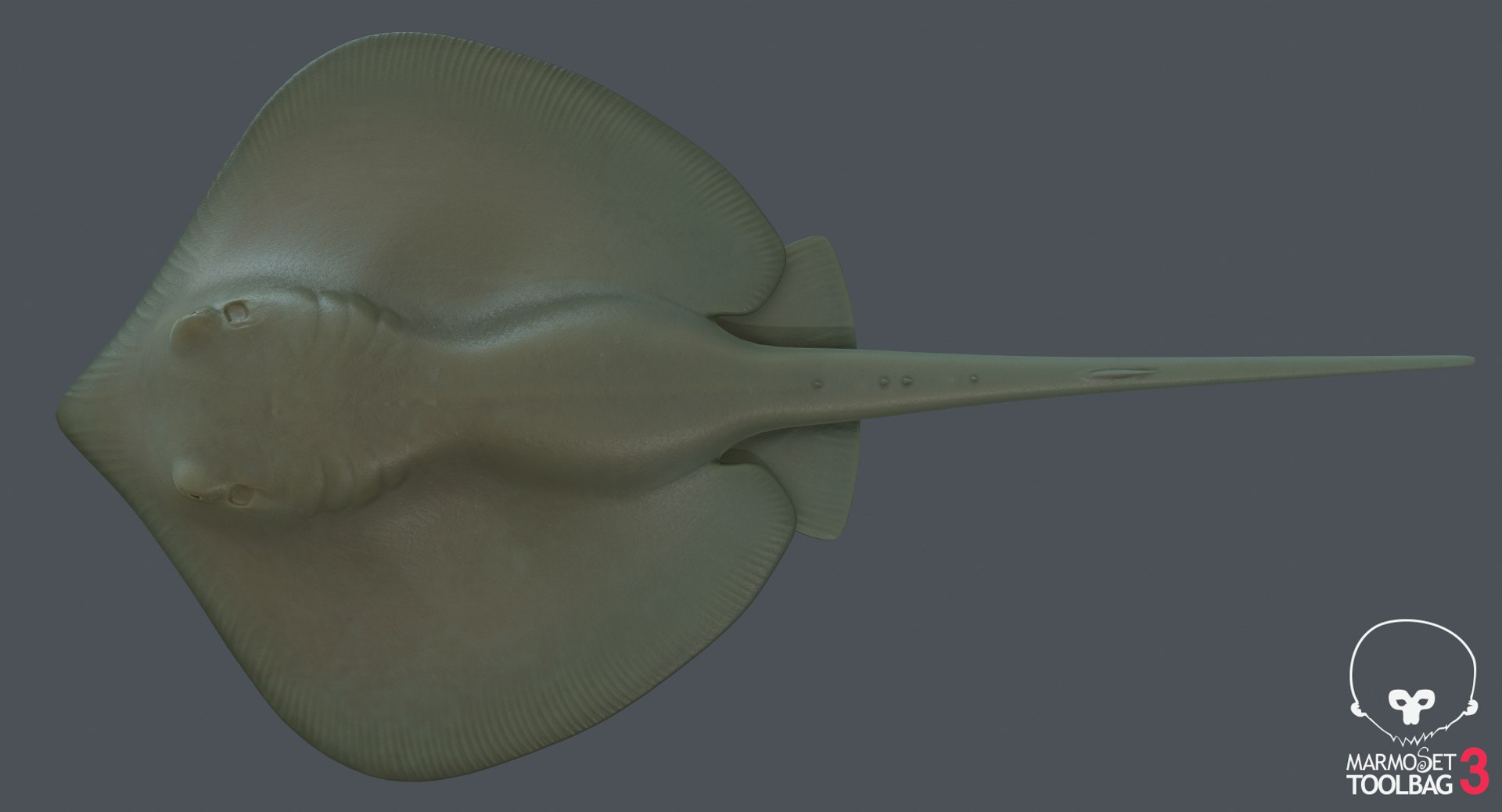 3D southern stingray https://p.turbosquid.com/ts-thumb/jg/b1bqNV/j66sa5NN/screenshot619/png/1561960643/1920x1080/fit_q87/36f546fbb7f4db89130a52ce5ae43d2c5653ed20/screenshot619.jpg