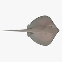 Southern Stingray 2