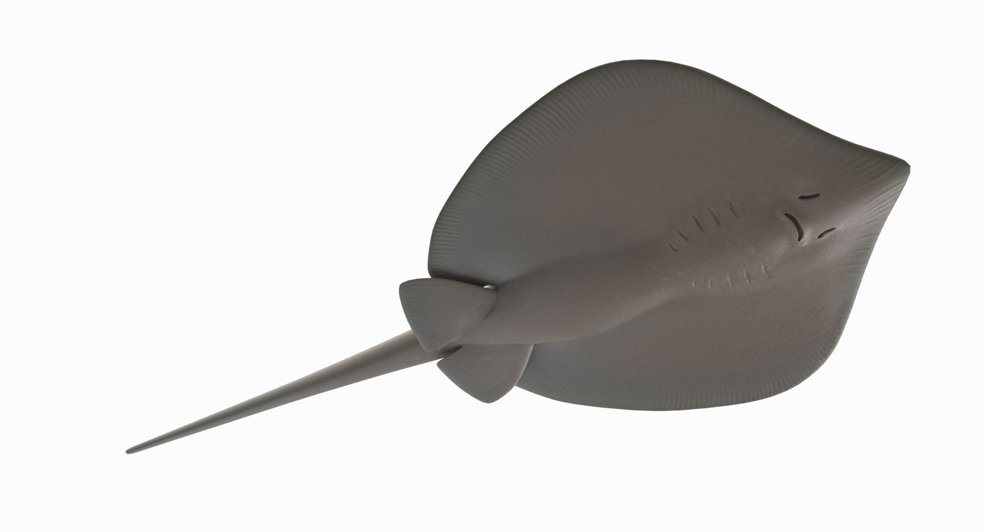 3D southern stingray https://p.turbosquid.com/ts-thumb/jg/b1bqNV/s43JmXfo/southernstingray2_r7/png/1561960676/1920x1080/fit_q87/2fd58ff50de72805ddfe0a98ce7ff342c4d90f1a/southernstingray2_r7.jpg