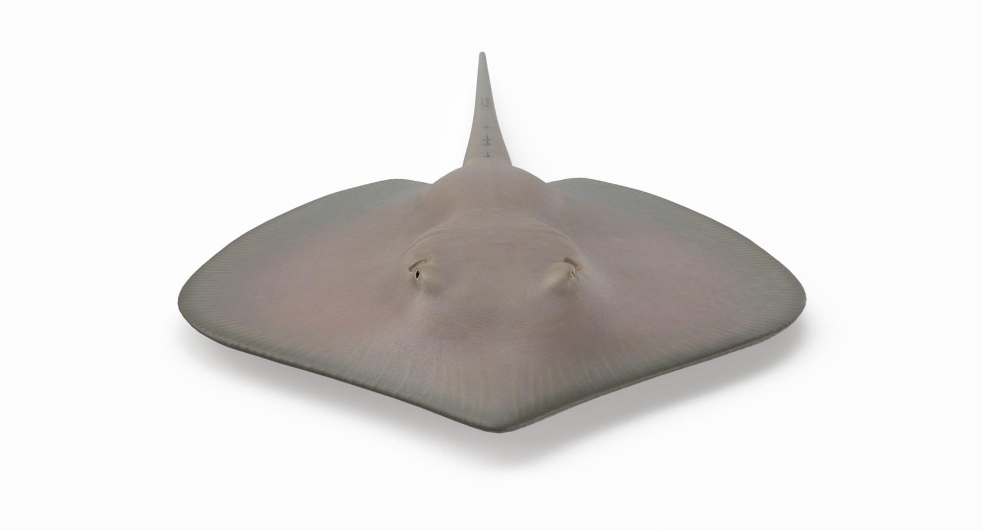3D southern stingray https://p.turbosquid.com/ts-thumb/jg/b1bqNV/uhOpnaGs/southernstingray2_r5/png/1561960650/1920x1080/fit_q87/5db19f90a981f257c5ad225aa0ffad28773a8009/southernstingray2_r5.jpg