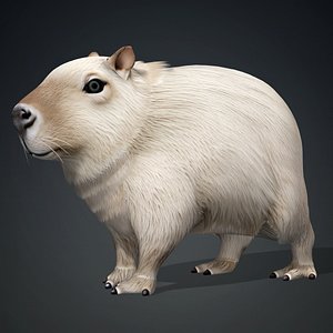 Capybara-A2