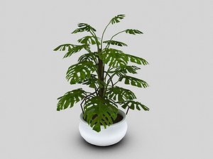 potted philodendron