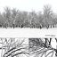 Eleven Trees 2 (+Growfx)