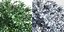Eleven Trees 2 (+Growfx)