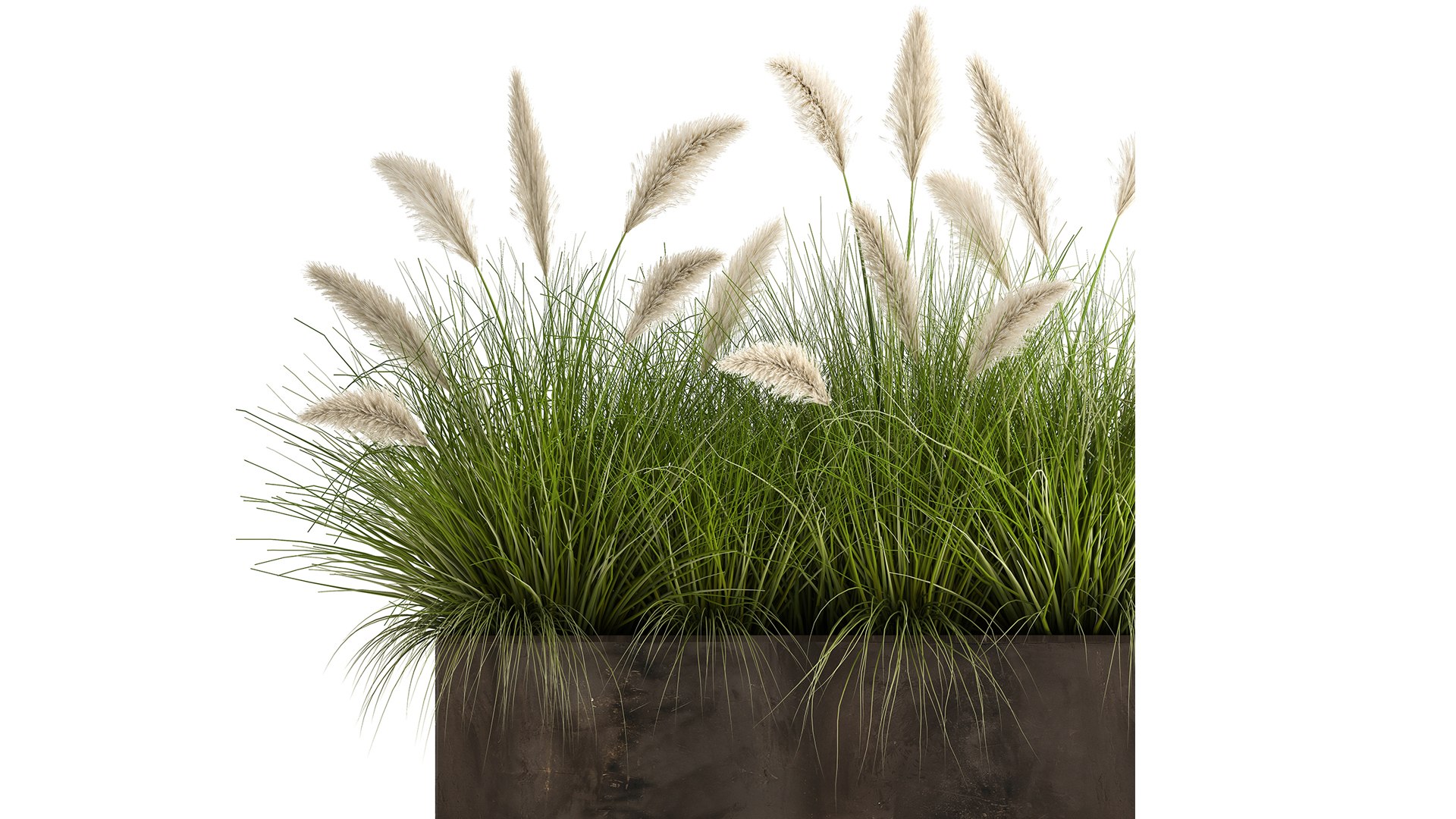 3D Model Reeds In A Flowerpot For The Interior 905 - TurboSquid 1714448