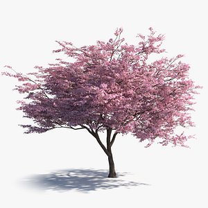 3d japanese sakura tree bark
