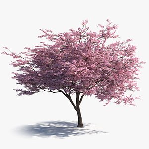 Japanese Sakura