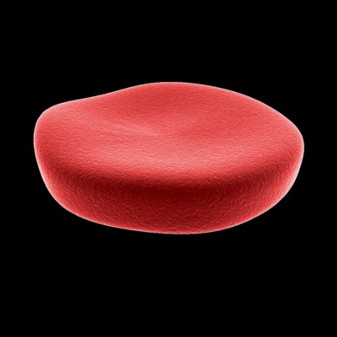 3d Model Of Red Blood Cell