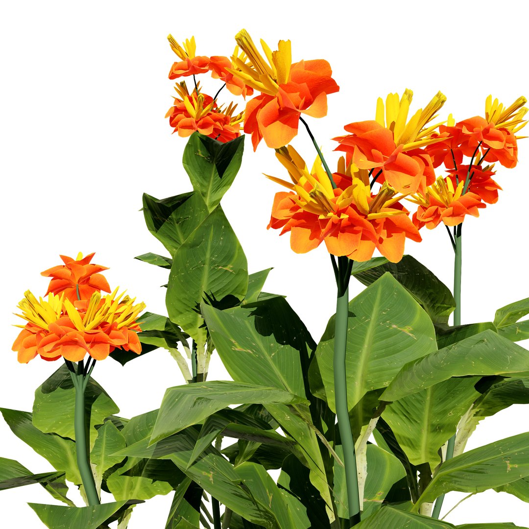 Tropical Canna Lily Plant 3D 3D model https://p.turbosquid.com/ts-thumb/jh/rdM385/TE/cannalilypresidentcannaxgeneralis2/jpg/1728679577/1920x1080/fit_q87/0a473769ecc0d35f21ae2f2c1ecb54c150afdd0f/cannalilypresidentcannaxgeneralis2.jpg