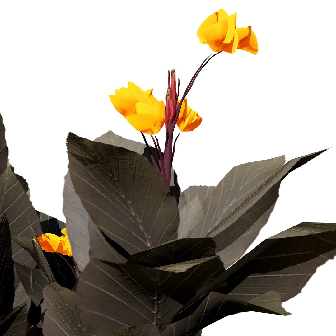 Tropical Canna Lily Plant 3D 3D model https://p.turbosquid.com/ts-thumb/jh/rdM385/VO/cannal4441/jpg/1728679579/1920x1080/fit_q87/ca24f6b5b91812ef69765afe6c2b3a8e358fc46d/cannal4441.jpg