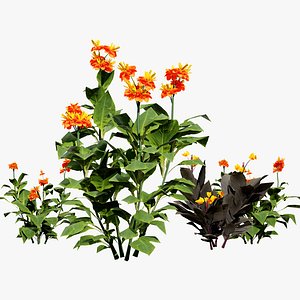 Tropical Canna Lily Plant