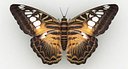 Parthenos Sylvia