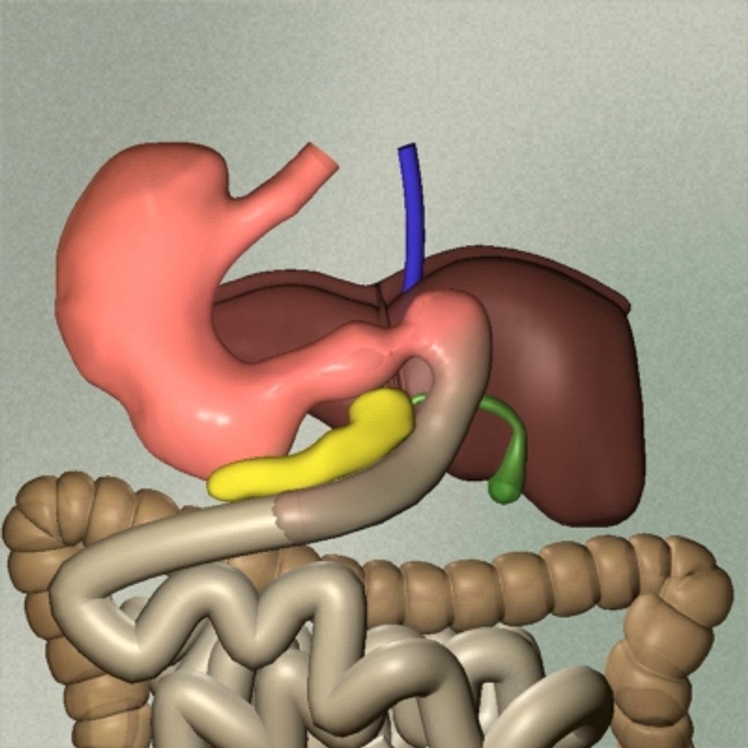 Human Digestive 3d Model