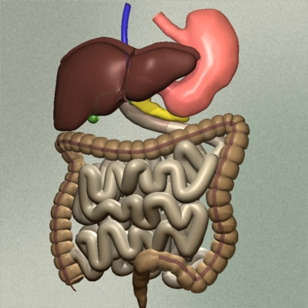 human digestive 3d model