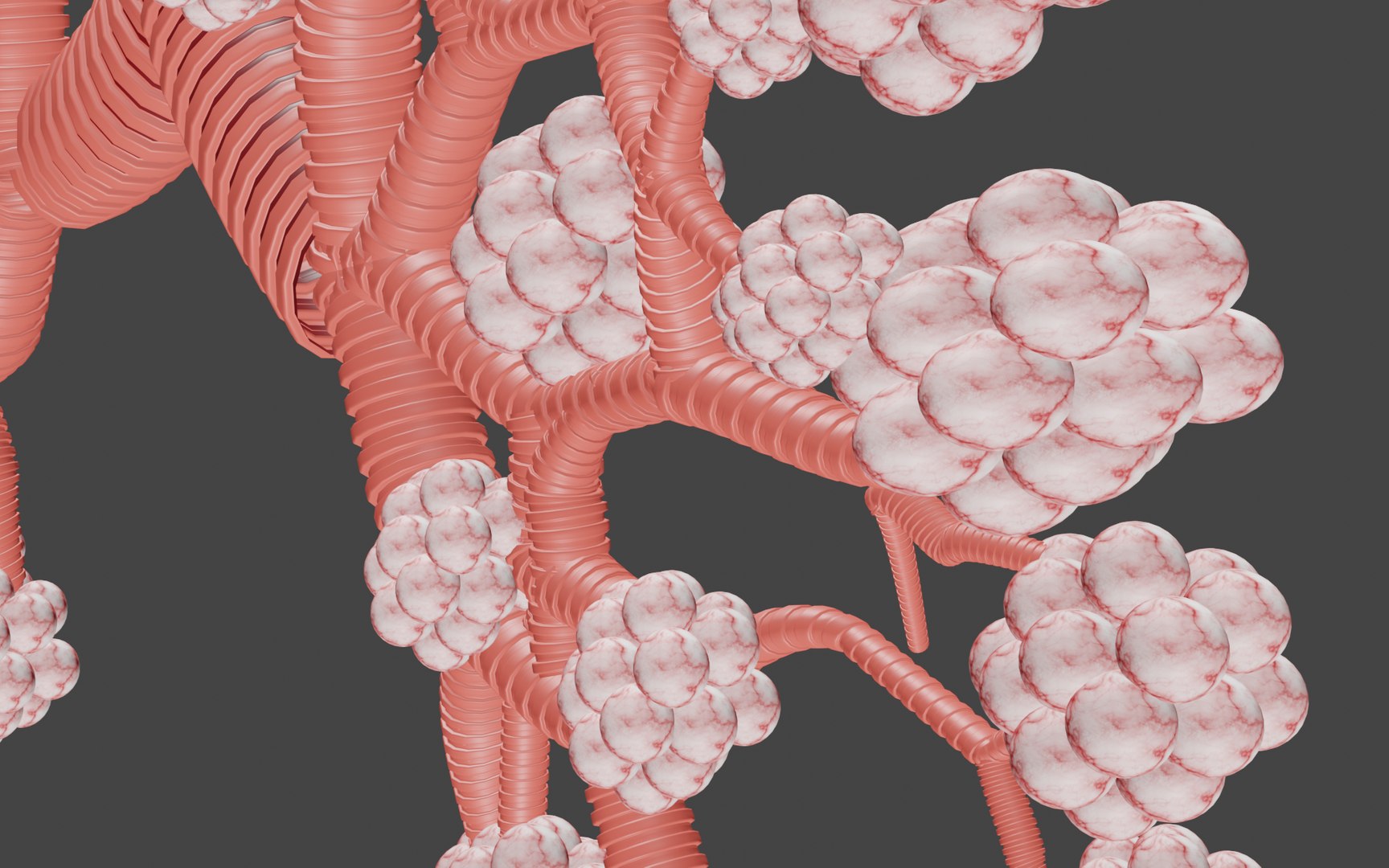 lungs 3D model https://p.turbosquid.com/ts-thumb/ji/861MXb/2M/image4/png/1686155503/1920x1080/fit_q87/d7fa04bdcbb7237d9dd0e0d9996a1689ec555bce/image4.jpg