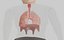 lungs