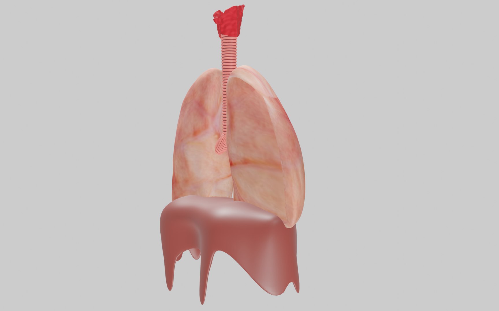 lungs 3D model https://p.turbosquid.com/ts-thumb/ji/861MXb/SY/image2png/png/1686155501/1920x1080/fit_q87/56476c701bad2c3a594f6030e9c9c4f92e39212a/image2png.jpg