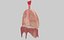 lungs