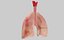 lungs