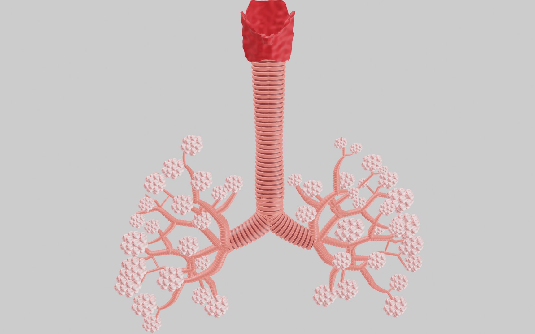 lungs 3D model https://p.turbosquid.com/ts-thumb/ji/861MXb/jh/image3/png/1686155501/1920x1080/fit_q87/c7a8de94faef3a4068f90dc368b8e478c9850e2f/image3.jpg
