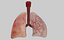 lungs