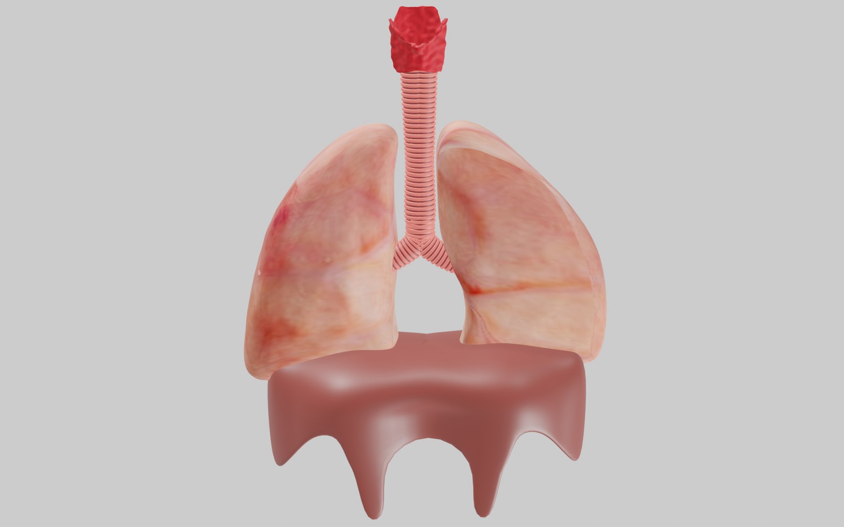 lungs 3D model https://p.turbosquid.com/ts-thumb/ji/861MXb/qc/image1/png/1686155500/1920x1080/fit_q87/7a387e12e5bf7c0ec7565734d85493c01145bd6f/image1.jpg