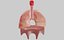 lungs