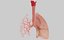 lungs