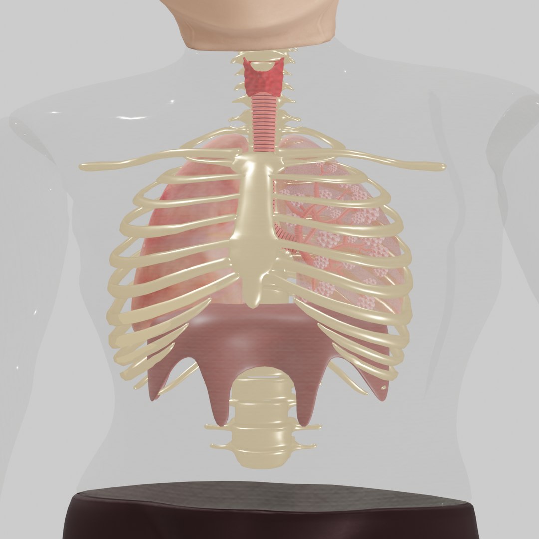 Lungs 3d Model - Turbosquid 2080530