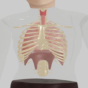 lungs 3D model
