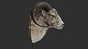 Bighorn Sheep  Head