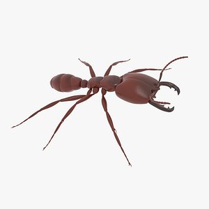 African Driver ant Major 3D model