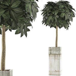 3D model exotic plants trees