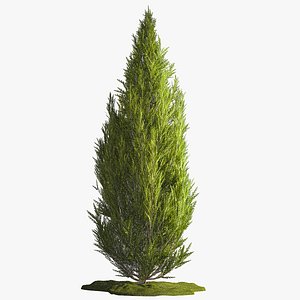 Juniper and thuja bushes for landscape design 1165 3D model