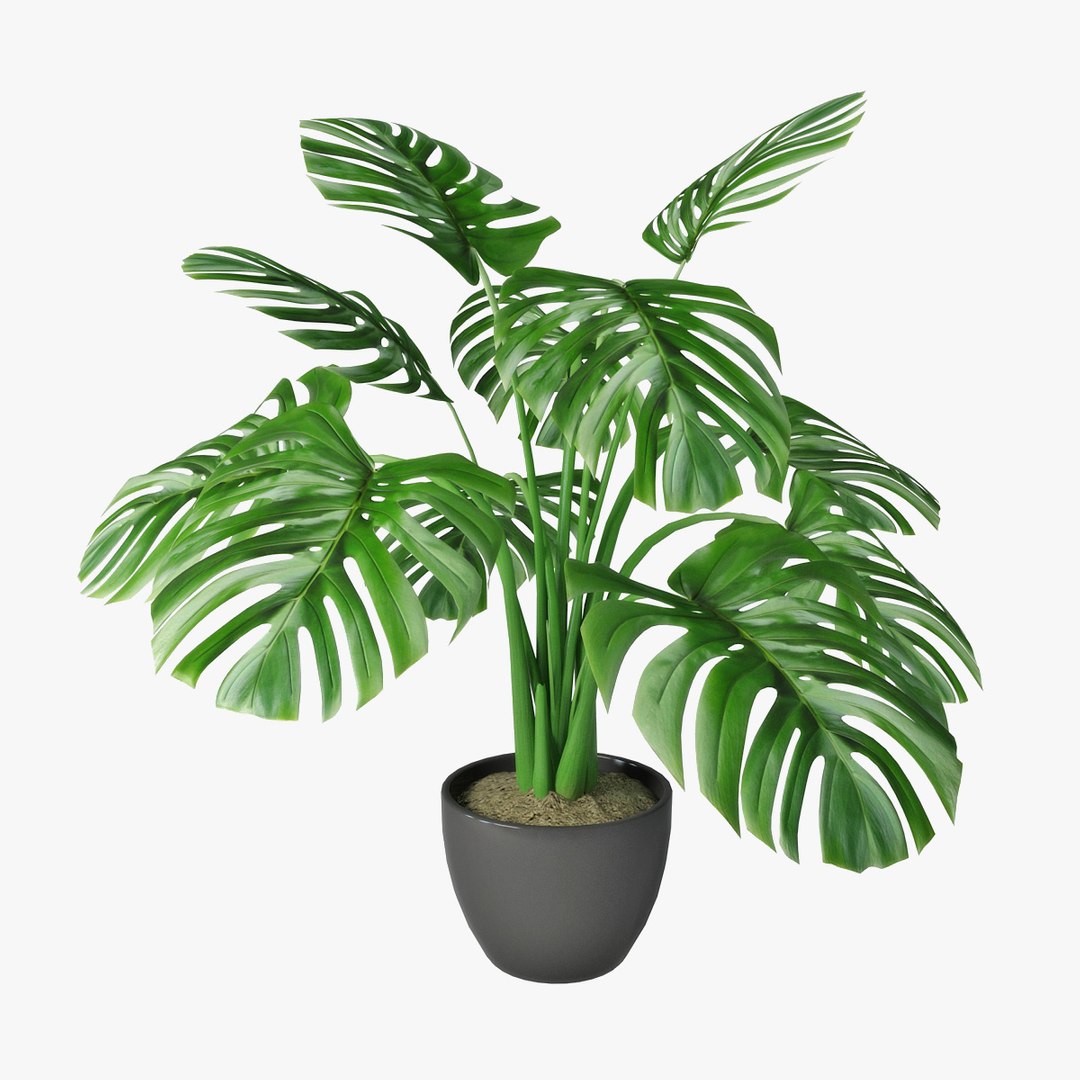 monstera pot 3D https://p.turbosquid.com/ts-thumb/ji/Zv9tIR/FCNYNKHm/pr03/jpg/1492261587/1920x1080/fit_q87/5a34fd8d8edef100d8b5d5705994ab231c38746b/pr03.jpg