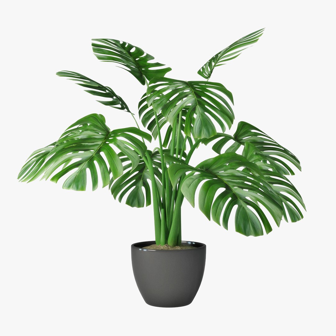 monstera pot 3D https://p.turbosquid.com/ts-thumb/ji/Zv9tIR/sxD4fMFT/pr04/jpg/1492261587/1920x1080/fit_q87/7f32f73eee1fbef524071e4771844ce4b3b0481a/pr04.jpg